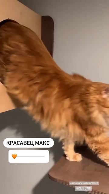 Красавец Макс живет в номере Люкс