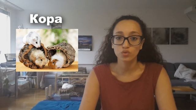 ♥ Что нужно свинкам? ♥ Часть II смотреть онлайн