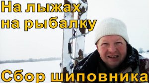 На лыжах на рыбалку и сбор шиповника.