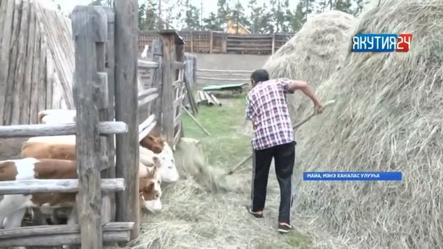 «Саха сирэ» информационнай биэрии. Атырдьах ыйын 20 күнэ, 20:30 ч смотреть онлайн