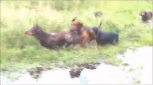 таксы после охоты