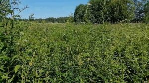 Когда цветёт Иван-чай?