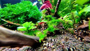 Подводный лес