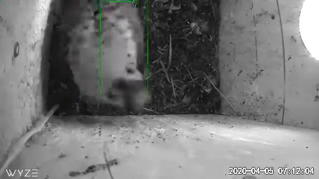 Kestrel in night vision смотреть онлайн