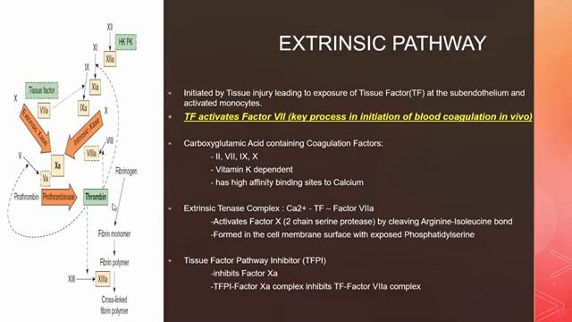 BIOCHEM 9.3 Hemostasis and Thrombosis by Dr Franz Barreto смотреть онлайн