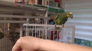 Амазонский попугай Рио, 16 день дома.