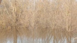 Весенняя охота с подсадной уткой .Охота в Рязанской области