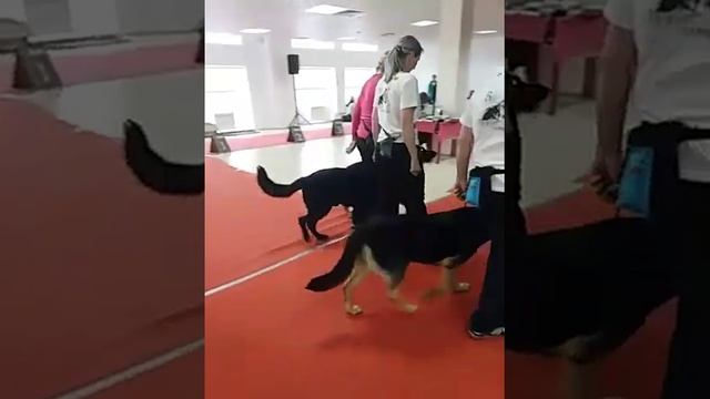 Показательные выступления на выставке Ника