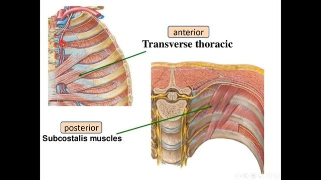 The thorax Anatomy ( part 1 ) смотреть онлайн
