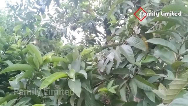 শধ ৭ দন ৩ ট কর পয়র পত সবন করল এমন কন রগ নই য ভল হব ন সব গপন সমসয দর হব