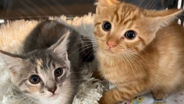 ☆ встреча с жч ☆ - саблиминал dokki (no music) смотреть онлайн