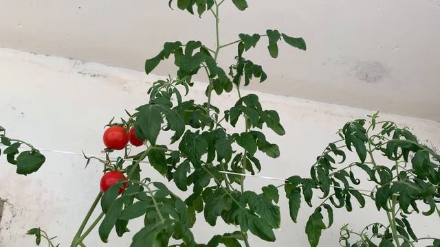 Огород на балконе: что у меня растет (конец июля 2021)