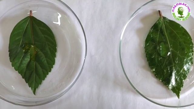 How the stomach walls are protecting from the HCl action  ||  Acid action on leaves