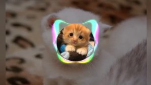 Mirèle-котики хорошие лишнего не скажут