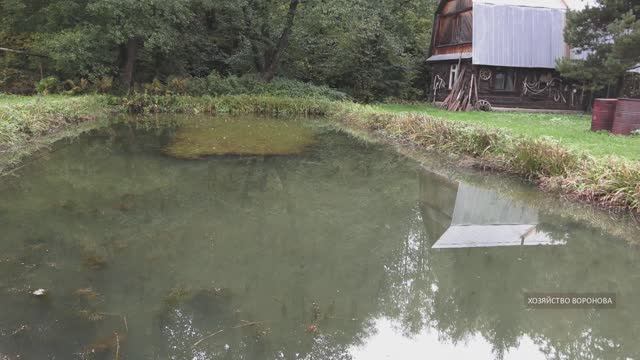 Вода в пруду мутнеет