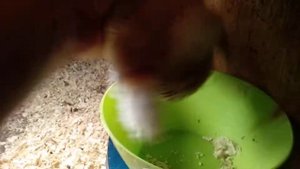 Трёхнедельные бройлеры и царскосельские цыплята . Взвешиваем и сравниваем.