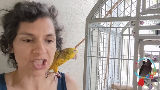 Easy #Parrot Life Enhancement Idea #Parrot_Bliss смотреть онлайн