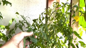 Что растет у меня на балконе (конец июня 2022)
