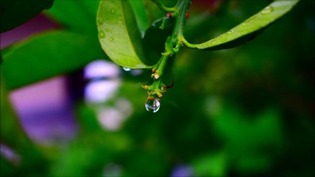 After the Rain Ringtone | Classical Music Ringtones смотреть онлайн