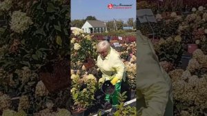 ЧТО ДЕЛАТЬ С ГОРТЕНЗИЕЙ ПОСЛЕ ПРИОБРЕТЕНИЯ? Спрашивали❓ Отвечаем❗