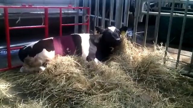 Телочка Удача на следующий день после операции