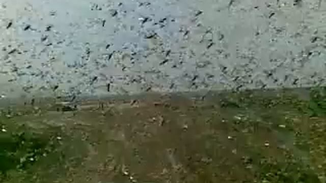 #Саранча #locust