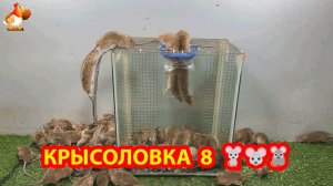 Крысоловка вариант 8 🐁 Как сделать крысоловку своими руками и поймать кучу крыс 🐀🐁🐀