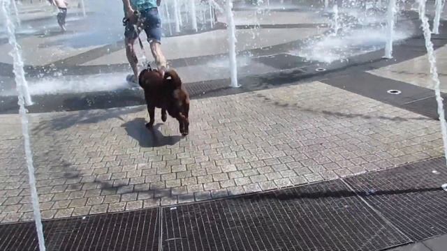 Китайский Шар-пей Марвин В Центре Краснодара гуляет у Фонтана смотреть онлайн