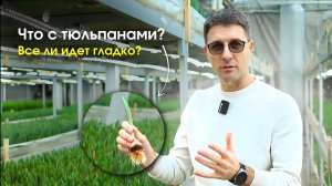 Обзор выгонки: показываем рост тюльпанов, уход и условия в теплице