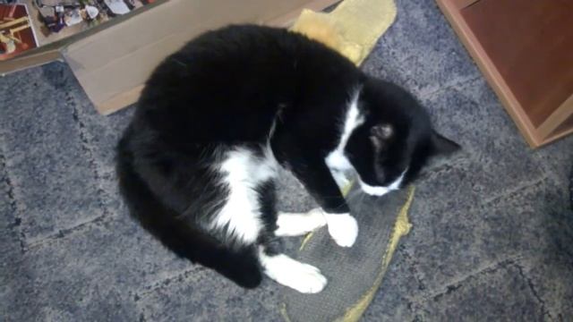 Tapochki смотреть онлайн