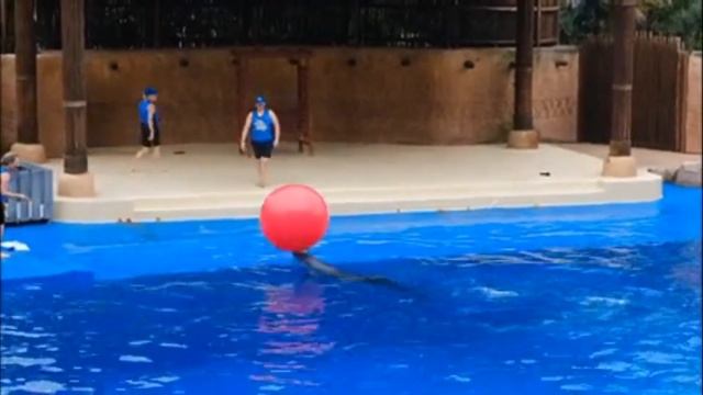 Relaxing Video of Dolphins & Deep Meditative Music Harmony of Inner Peace and Stress Relief смотреть онлайн