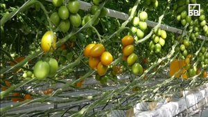 Видеоэкскурсия в агропромышленный комплекс "Волга" г.Балаково