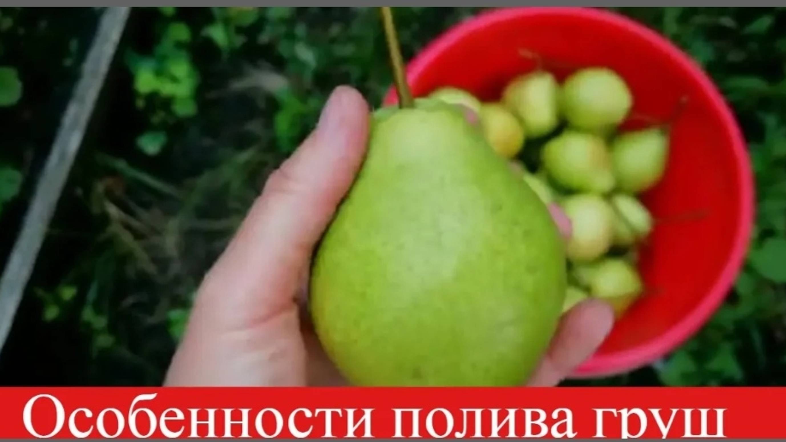 Как часто поливать грушу /САЖЕНЦЫ И ВЗРОСЛЫЕ ДЕРЕВЬЯ смотреть онлайн