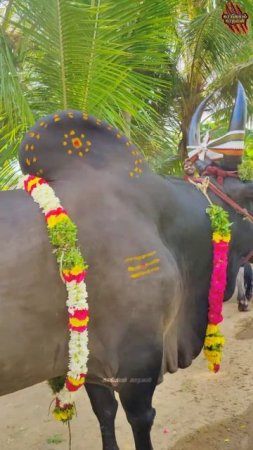 🎉Heavy Weight Hero⚔️Veerappan | Mass Entry | #jallikattu #trendingshorts #reels #story