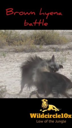 brown hyena battle#animals #short #youtubeshorts #hyena#wildcircle10x