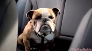 Реклама Фольксваген Джетта - Собака-ключ