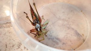 Кузнечик седакова охотится.