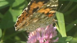 Painted Lady (Vanessa Cardui) Distelvlinder