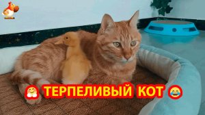 Терпеливый кот и Утенок отдыхают в лежаночке❣️🤗😍