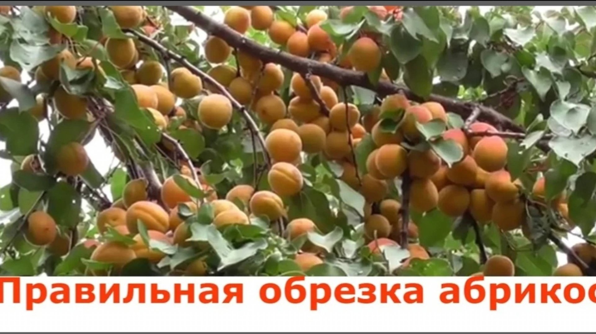 Обрезка абрикоса 1 год после посадки. Правильная обрезка абрикоса смотреть онлайн