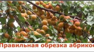 Обрезка абрикоса 1 год после посадки. Правильная обрезка абрикоса