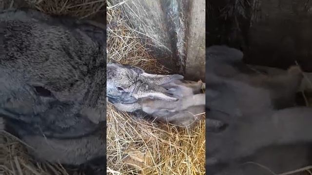 КРОЛИКИ И НОВОСТИ смотреть онлайн