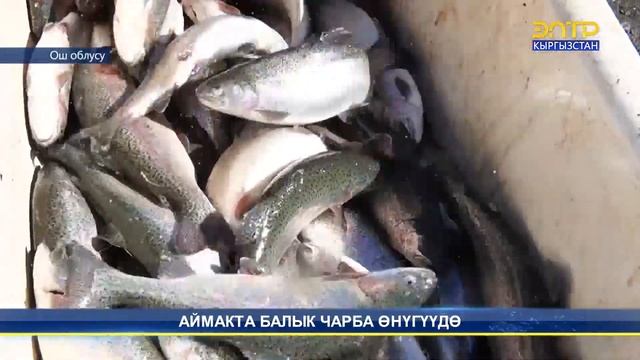 АЙЫЛДА БАЛЫК БАКСАҢ УШУНДАЙ БАК