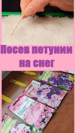 Почему ПОСАДКА ПЕТУНИИ НА СНЕГ - ЛУЧШИЙ вариант посева