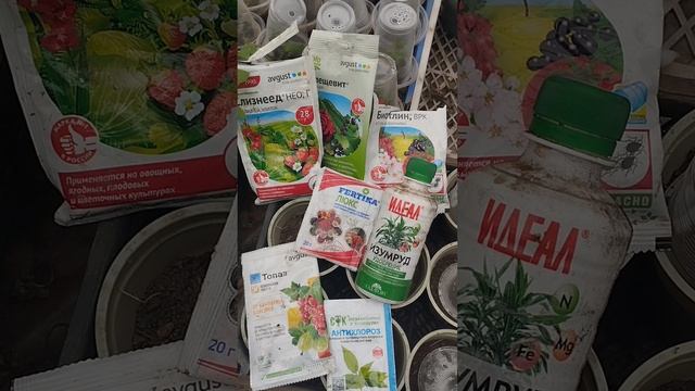 Обработка, лечение, профилактика, подкормка. Чем и как?