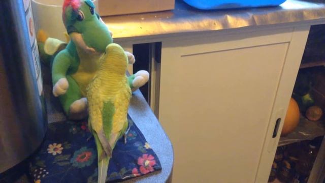 Попугай подрался с плюшевой игрушкой смотреть онлайн