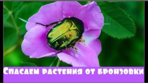 Как Избавиться от Бронзовки.Вредитель сада. Спасаем цветущие растения.