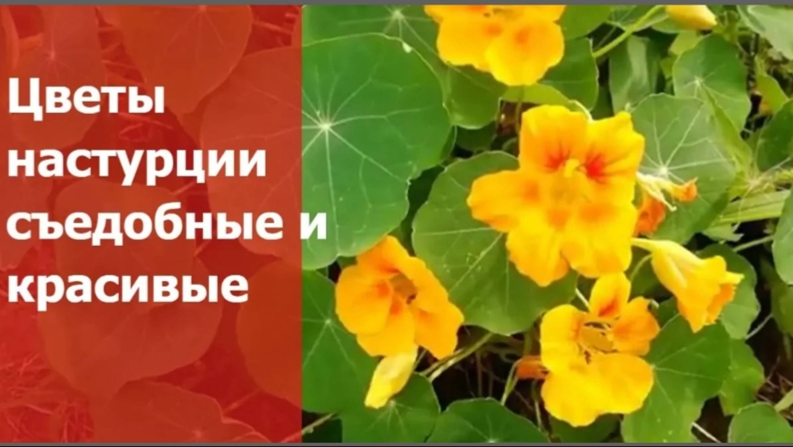 Настурция вкусная и полезная смотреть онлайн