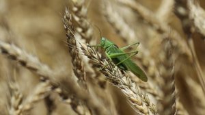 Готовиться уже сейчас: с какими проблемами столкнулись аграрии в этом году