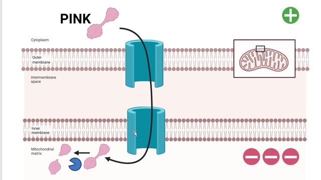 Autophagy: How does it stay Healthy? [Study 25] смотреть онлайн